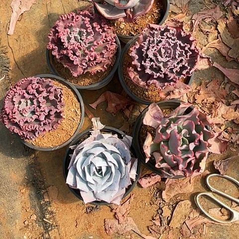 心*月73号包菜系列6颗