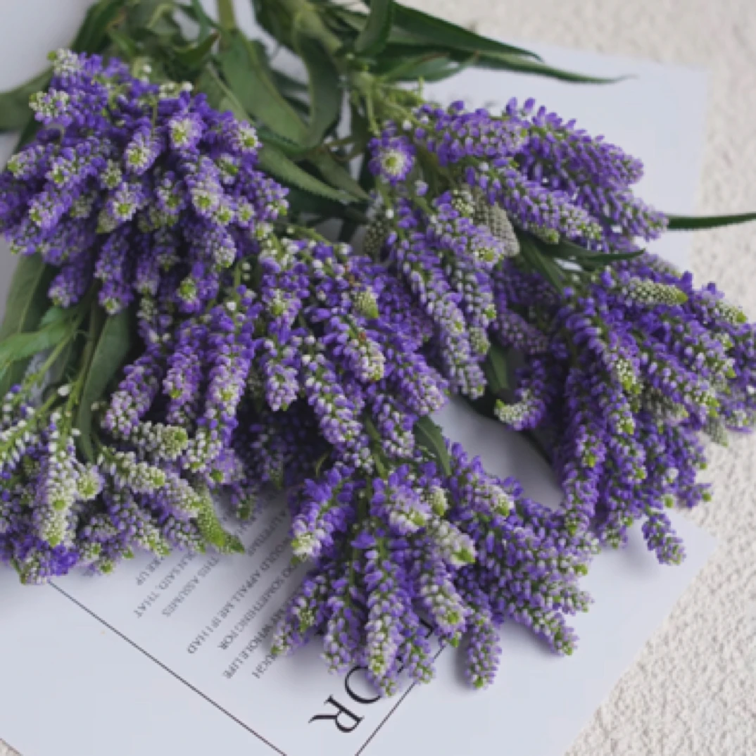 【多头鼠尾草】鲜切花材云南昆明基地直发花期长