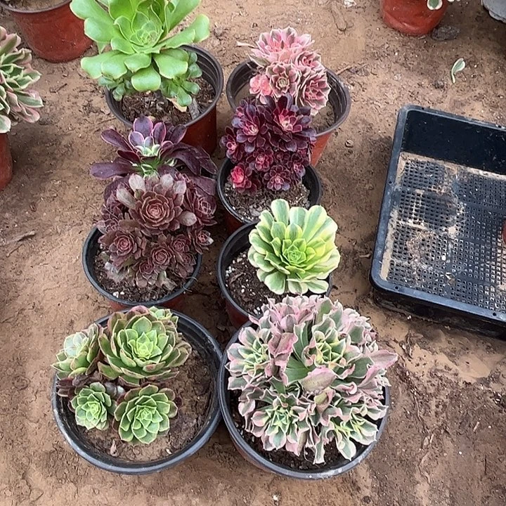 203多肉植物瑕疵特价，