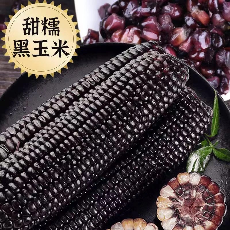 东北黑珍珠蓝莓糯玉米250克-300克整箱5.5斤-6斤10棒支持2棒试吃