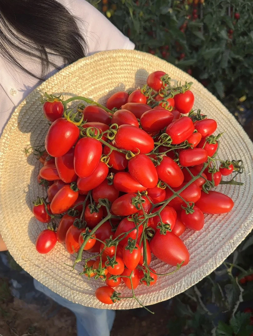 【春日特惠】云南高山露天冬红圣女果顺丰包邮