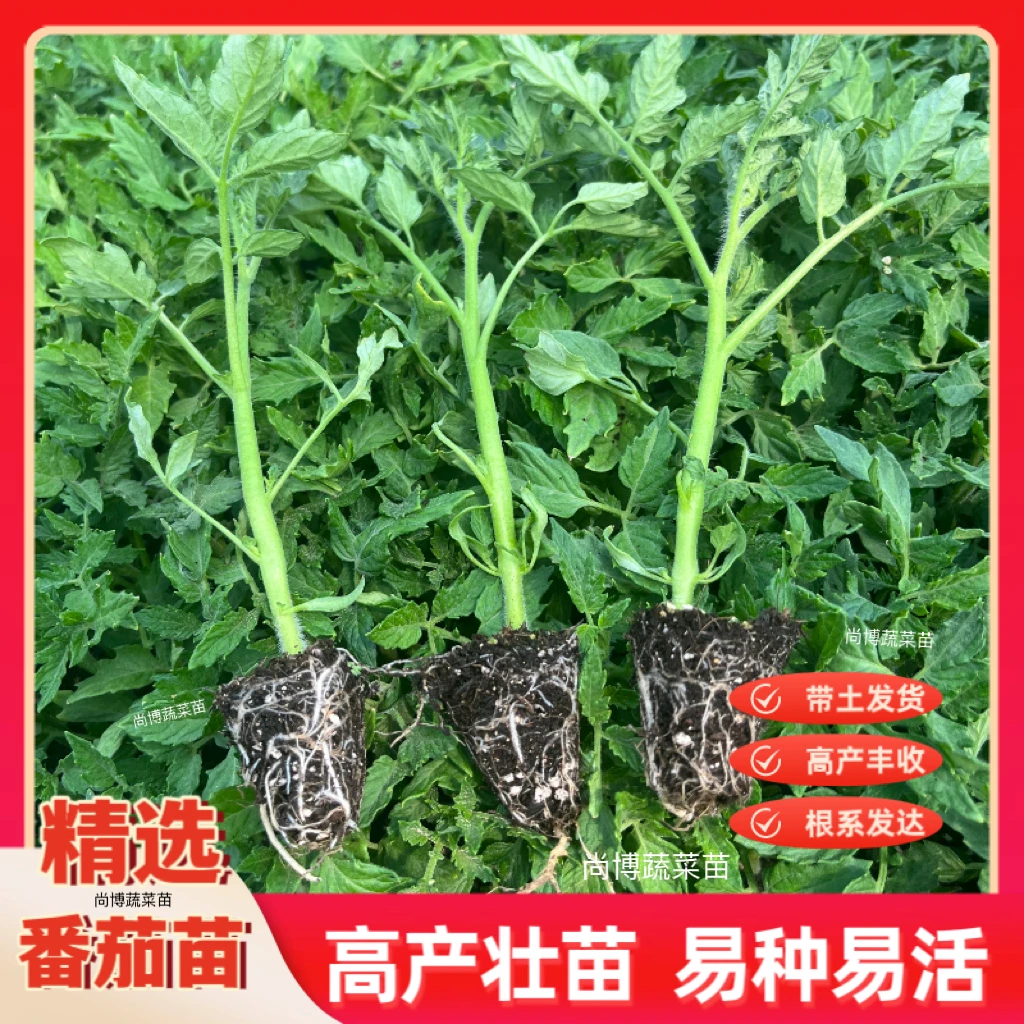 高产番茄苗带土大番茄小番茄苗阳台盆栽菜园种植圣女果西红柿秧苗