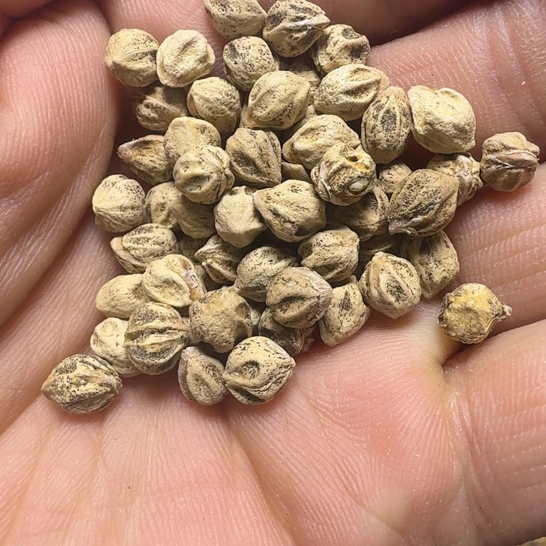 吊坠柏香籽/百香籽