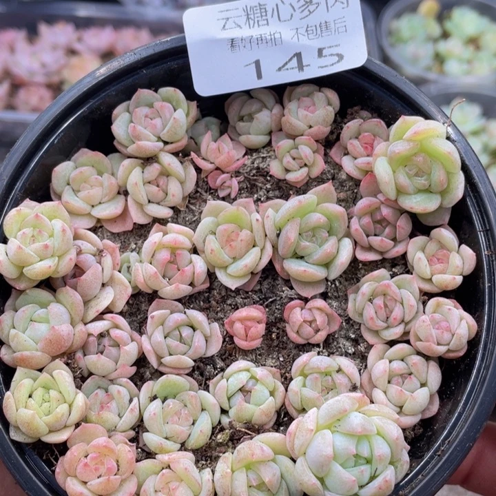云糖心多肉植物145