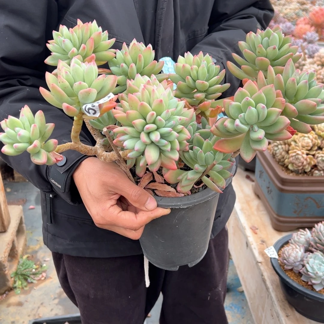 是***?583青星美人多肉