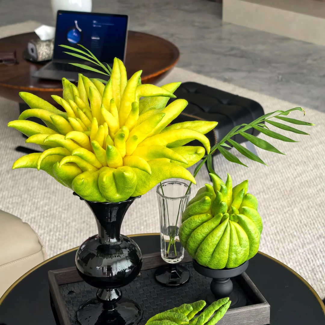 【熙熙专属】肖战同款云南佛手柑新鲜采摘基地直发{售后7天内}