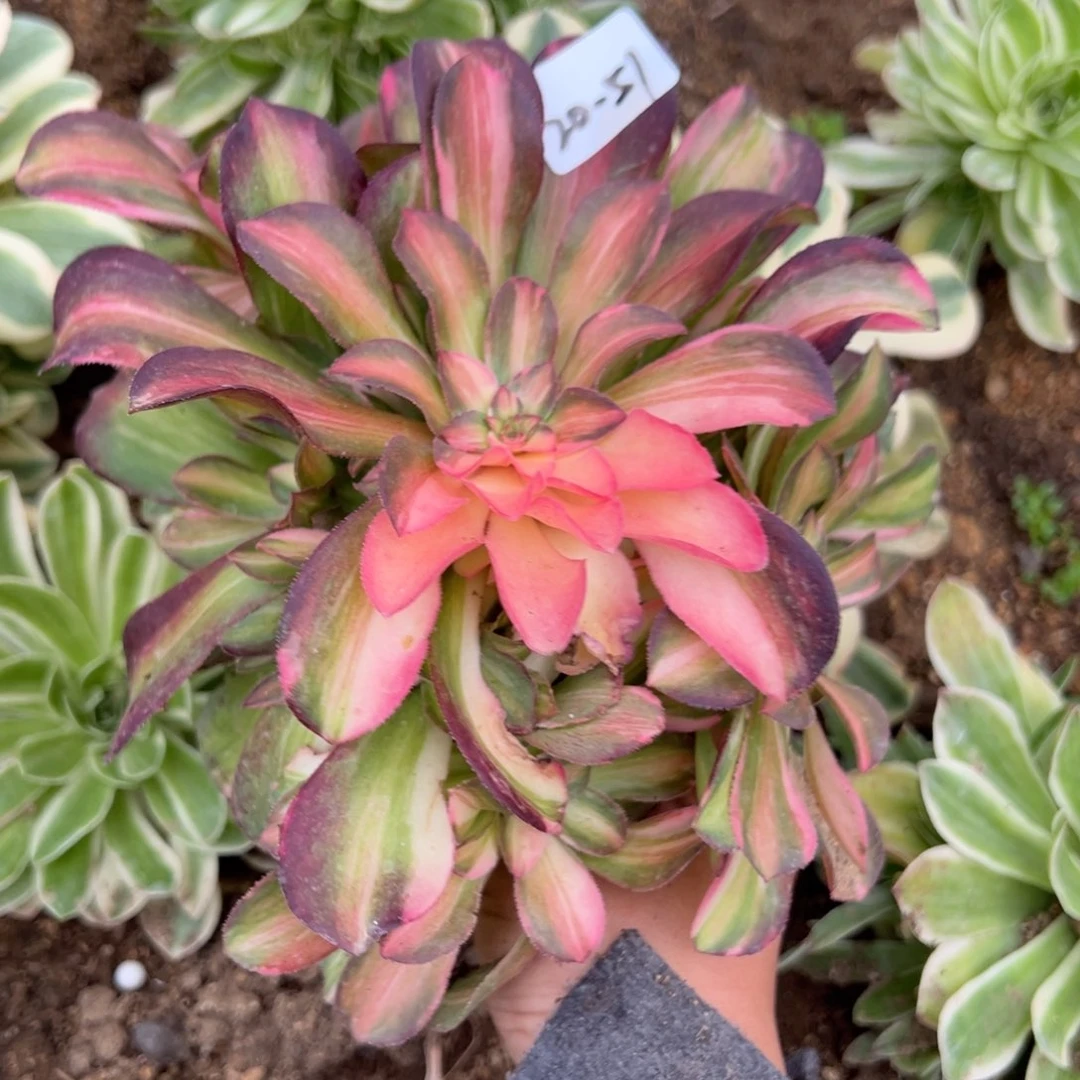 51流星雨多肉植物