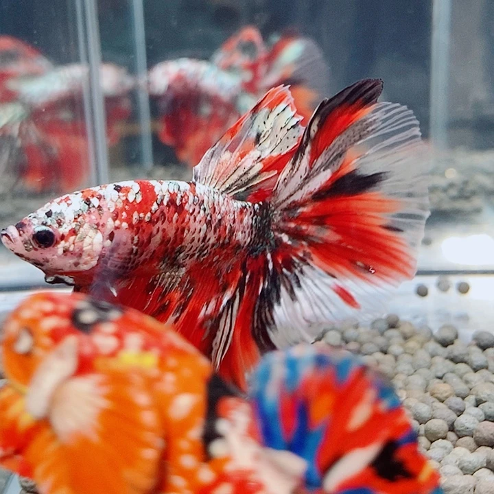 斗鱼黑127号巨斗半月