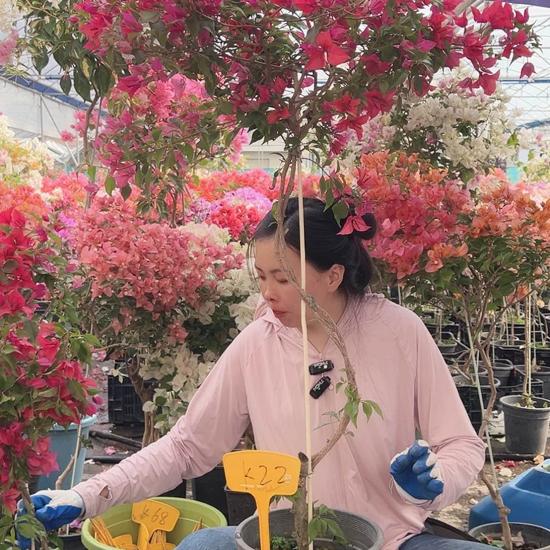 用***7大部分花苞少量开放K22酒红桑巴