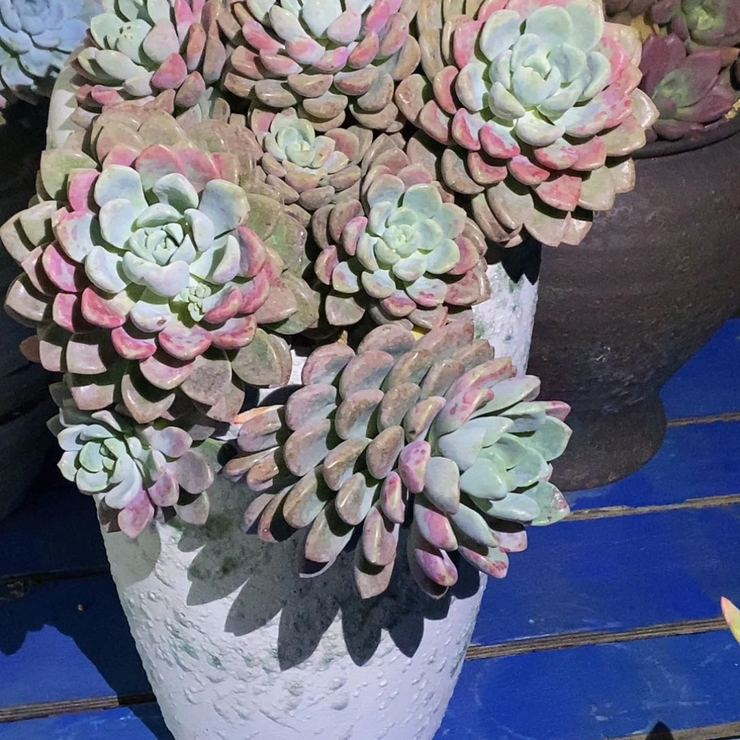 花瓣鹿多肉植物带盆物流自理