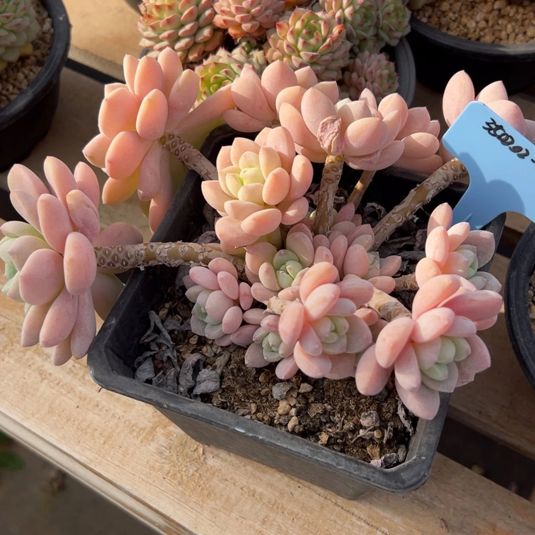 。**350202-24露凝香