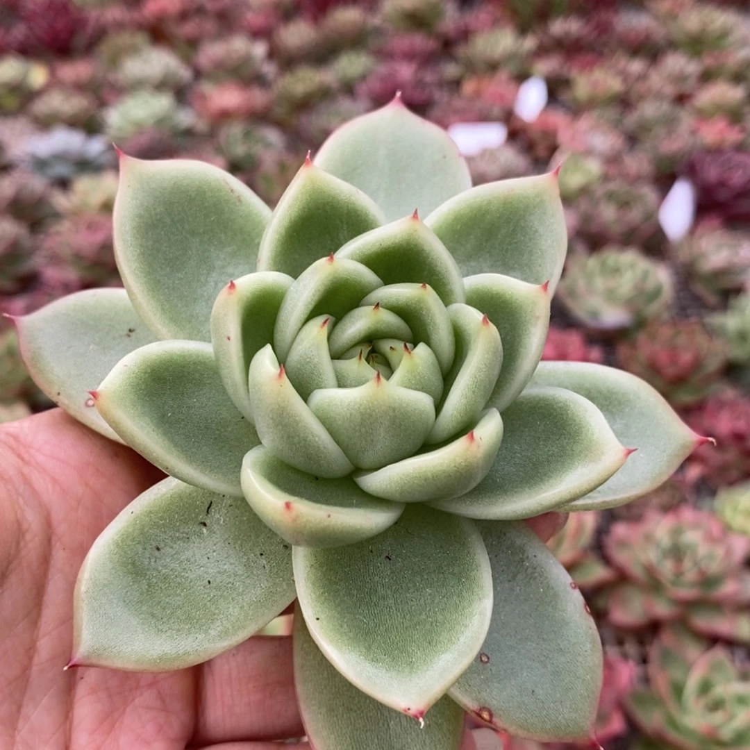 无花朵67 号东云系多肉植物