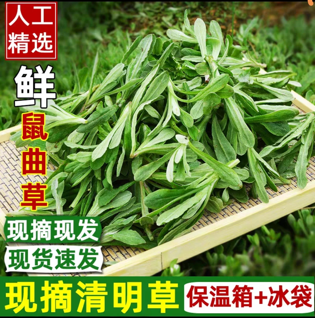 现摘清明草水桥草鼠曲草农家野生青团粑粑原材料时令野菜