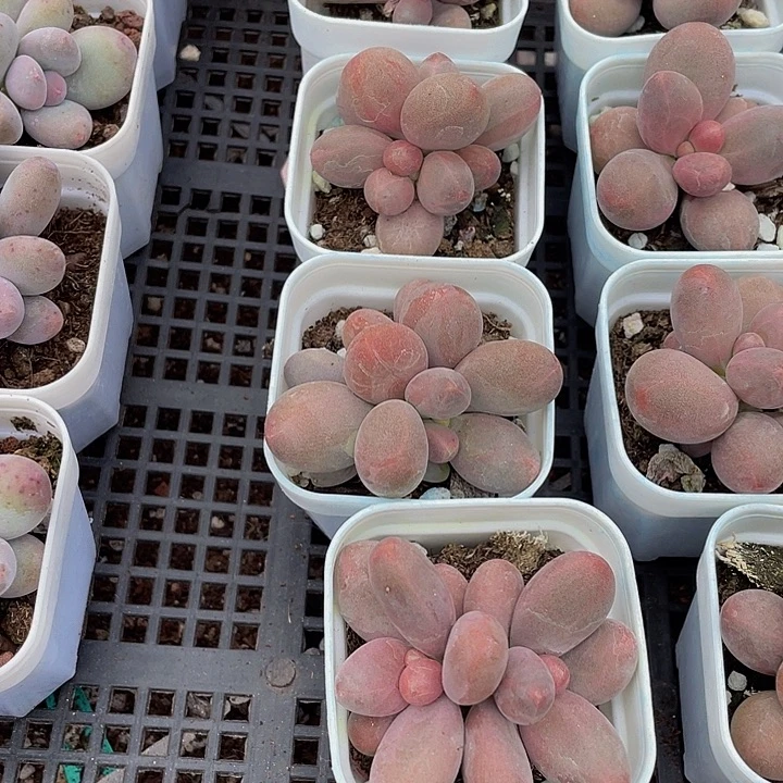 双头糖果奶带盆土发