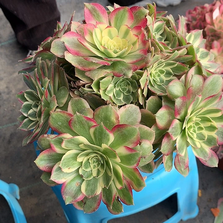 597玉姿多肉植物