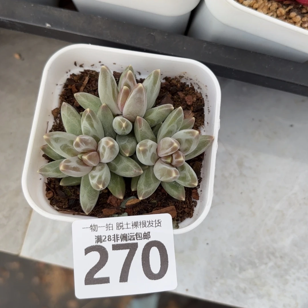 乌拉克拉无盆土发货