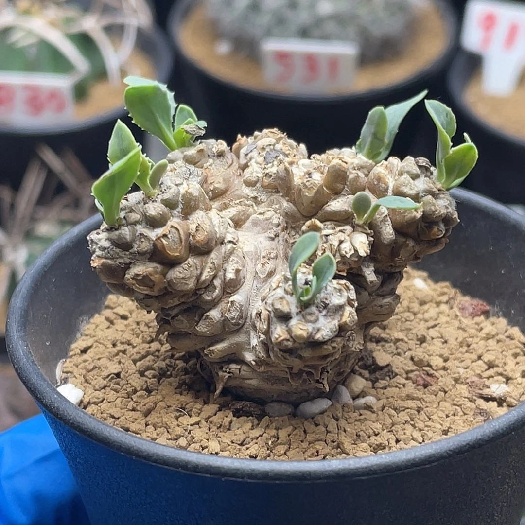 实生冬型种刨花蛮鬼塔厚敦菊