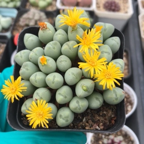 多肉肉锥 黄花元宝