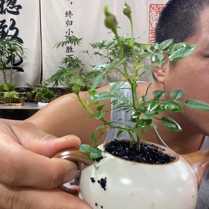 幸***人无花朵退款拉黑拉黑43