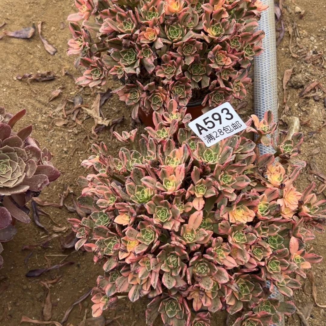 593多肉  甜茶2颗 发货叶片有氧化班