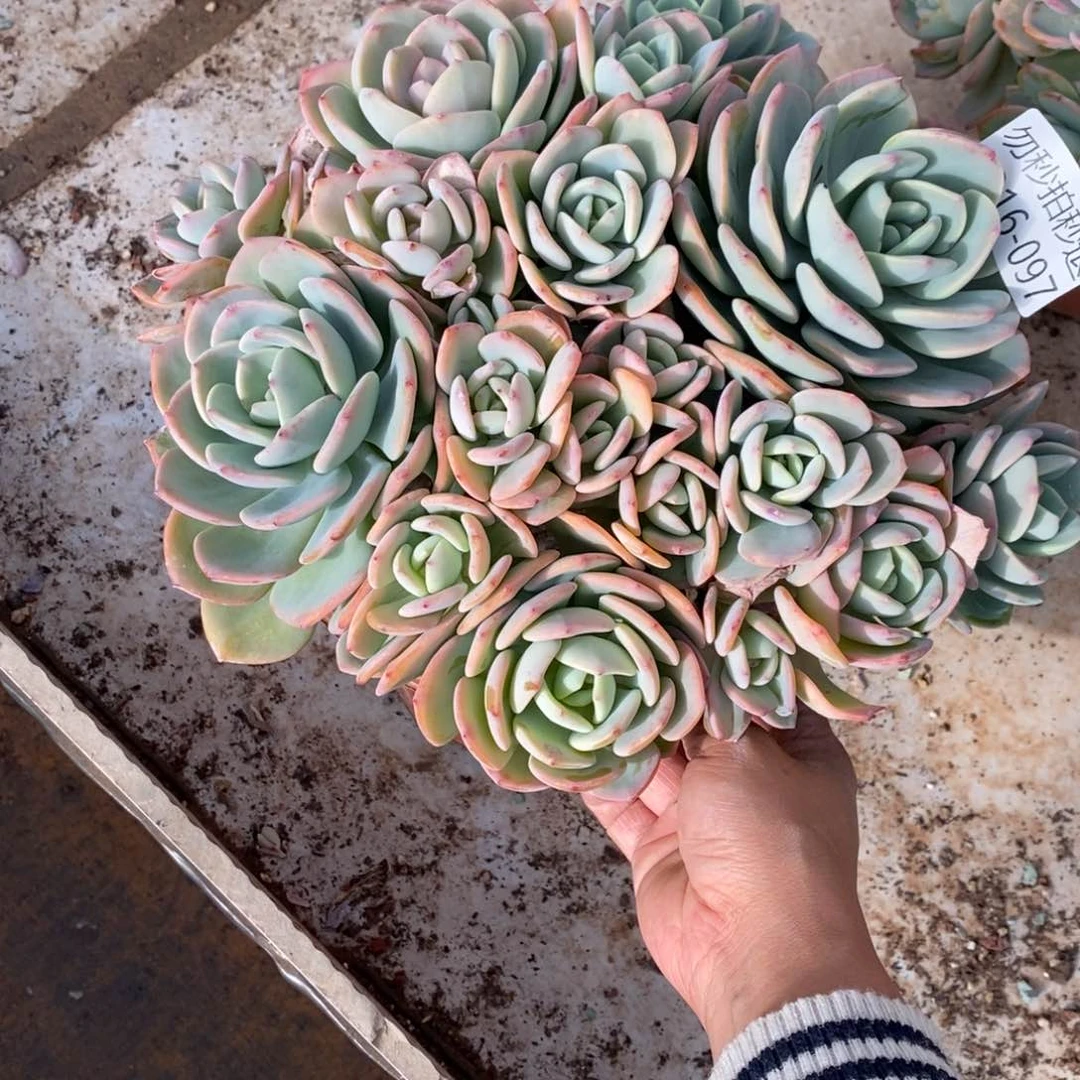 两单包邮1216-97白月光