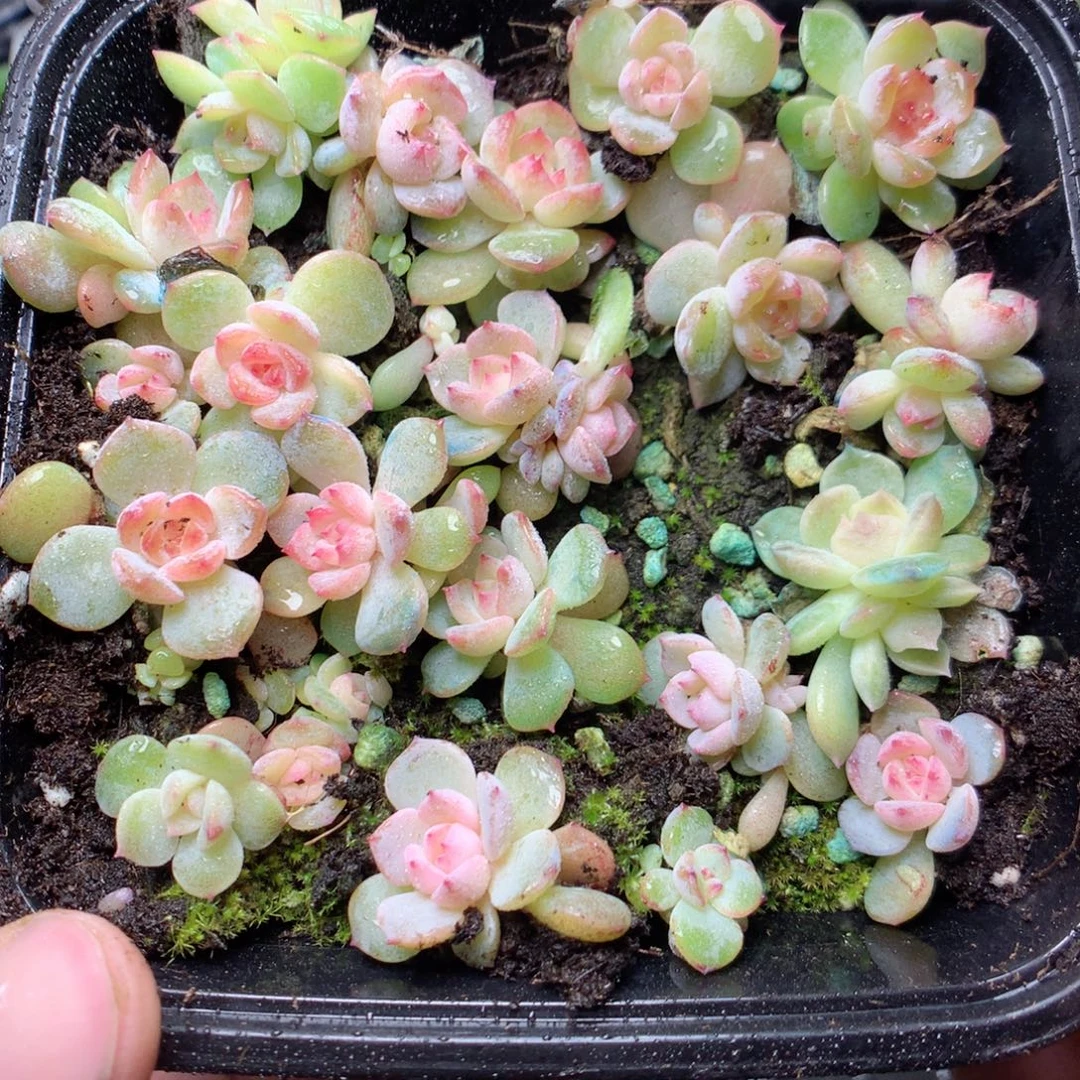 无花朵x48yyyyyyyu