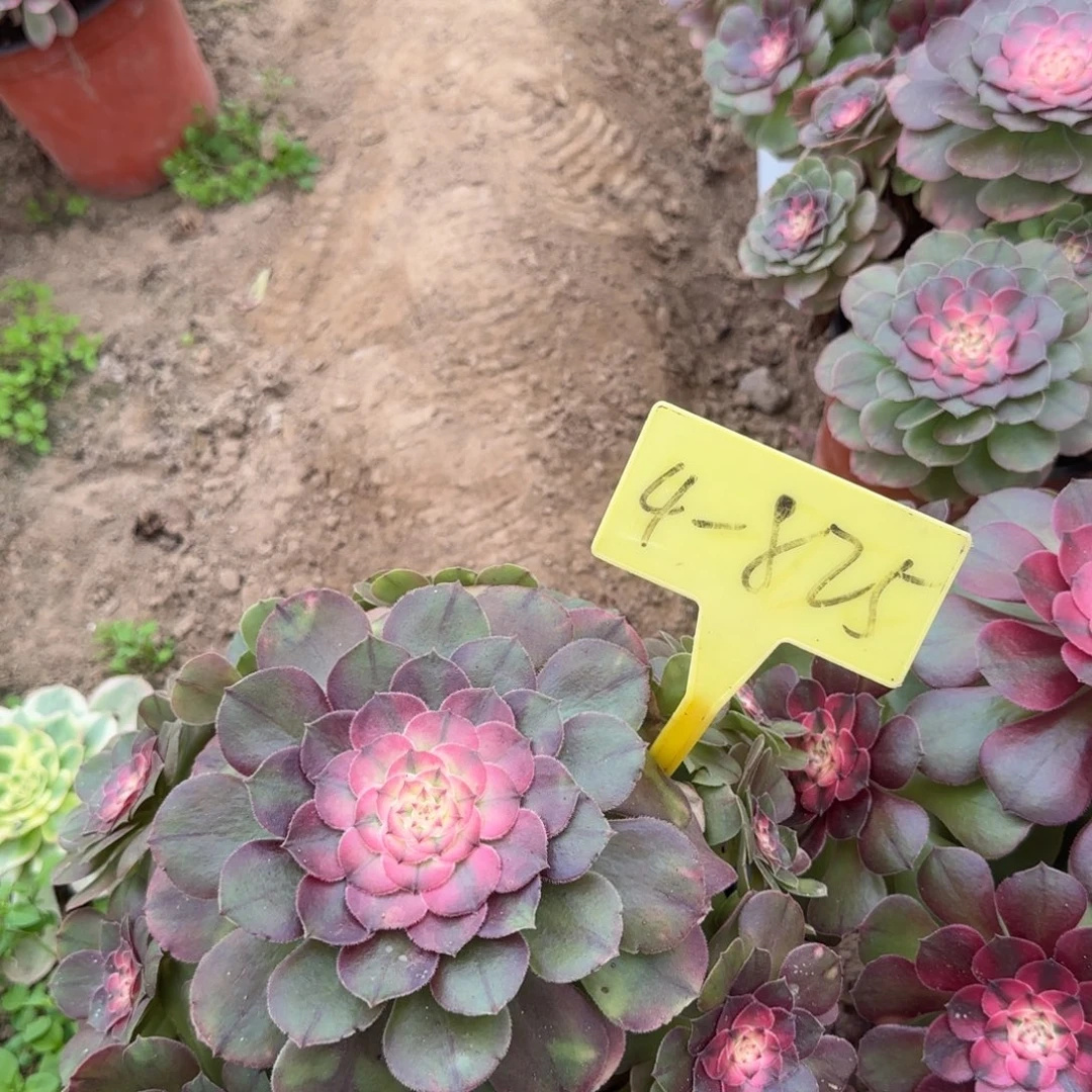 4-825--荔枝多肉植物