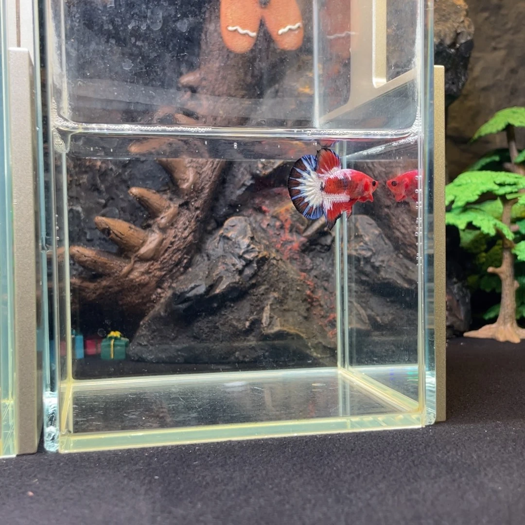 斗鱼鱼次元一月三日竞价