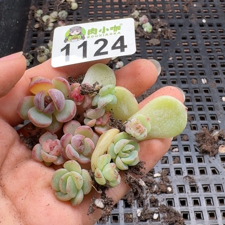 蓝****多肉植物多肉植物