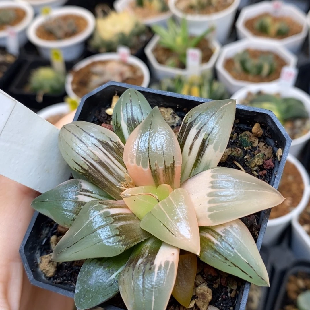 283红文寿多肉植物