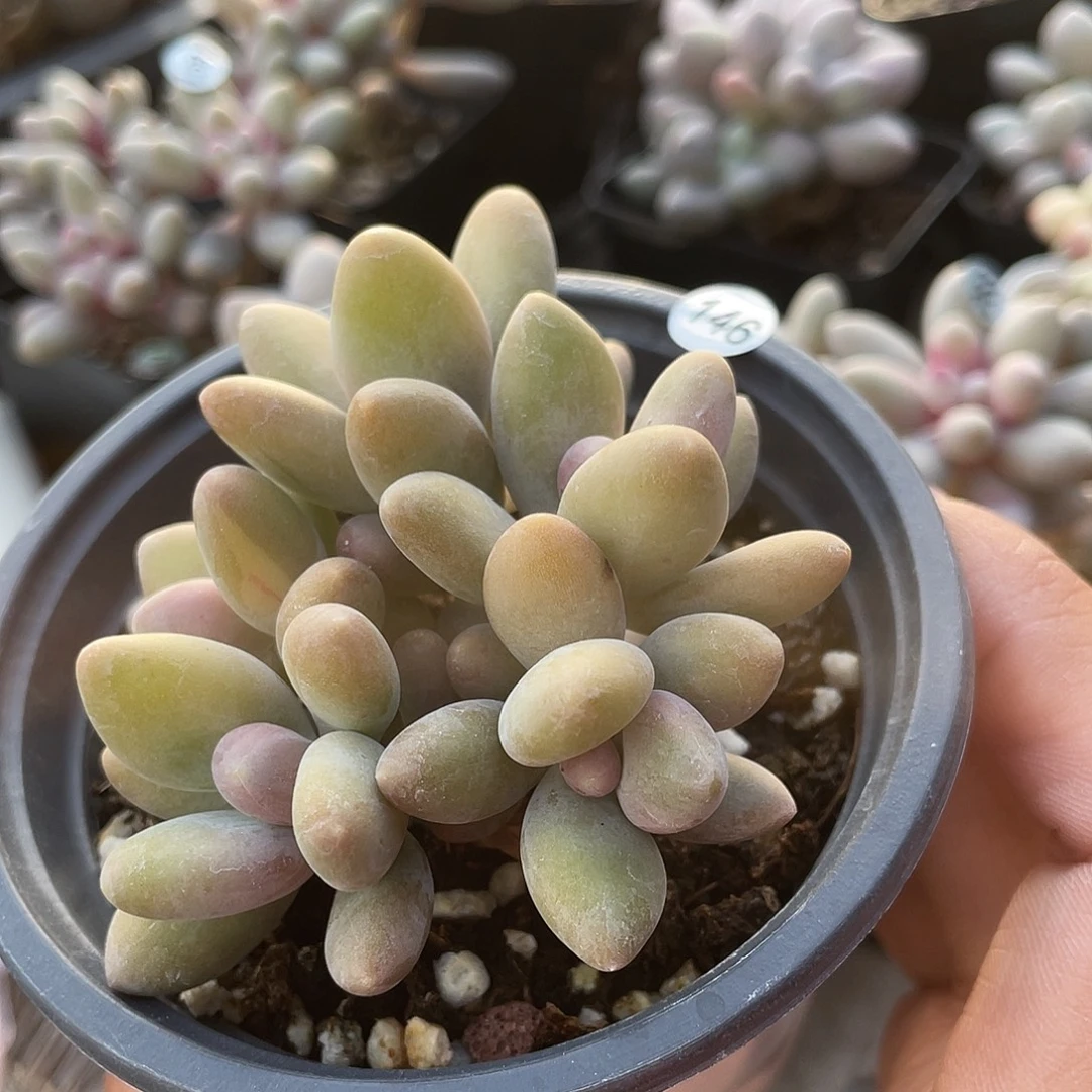 芒果奶酪群带锦多肉植物