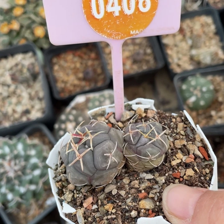 王***厌实生天晃04080000000