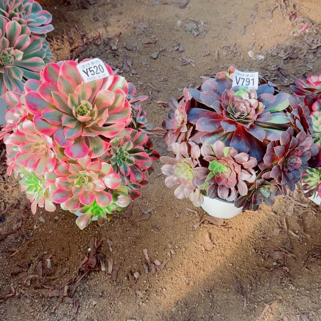 女妖520+花月夜791