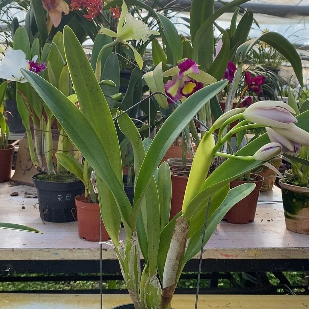 全部花苞用****5可怜保罗