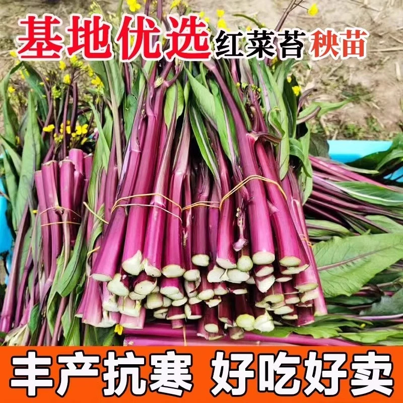 红菜苔种子种籽紫广东菜心紫菜苔耐寒高产四季蔬菜孑苗秧菜籽种植