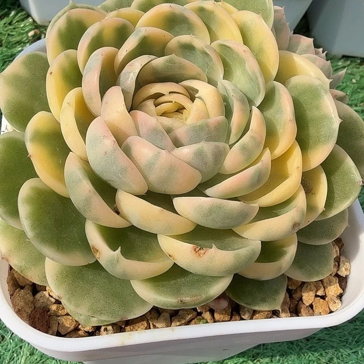 绿体昂斯诺锦多肉锦