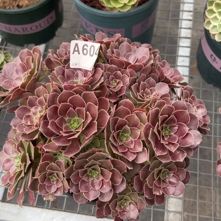 604荷兰玫瑰多肉朵朵25厘米左右