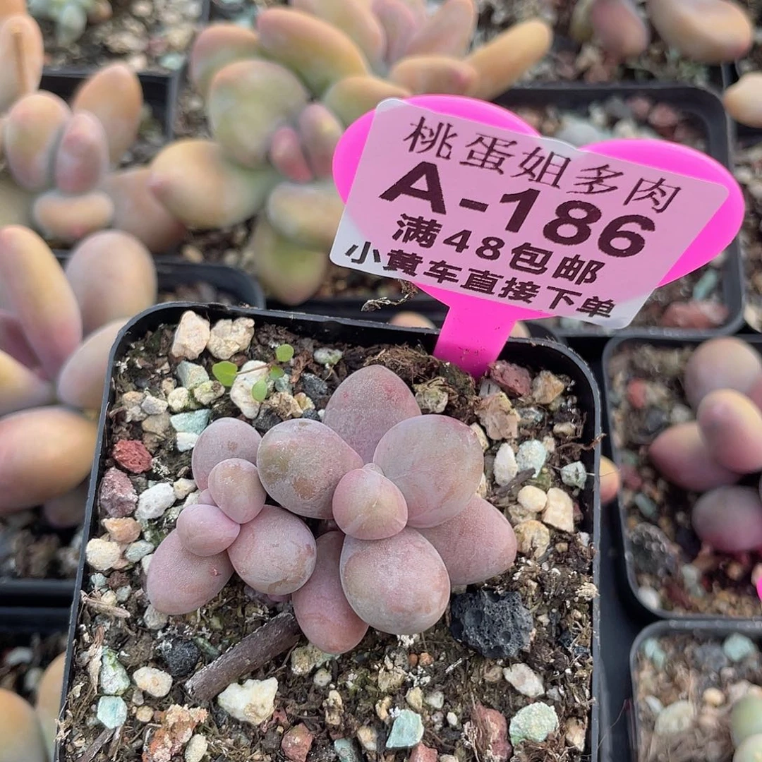 糖果美人 脱土发货 冠服4左右