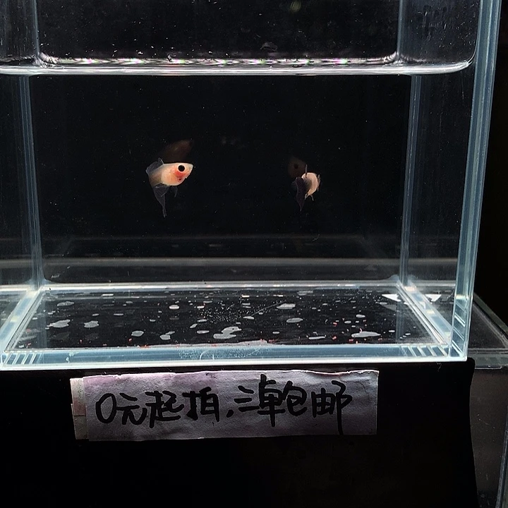 孔雀鱼兰礼服玻璃猫公2