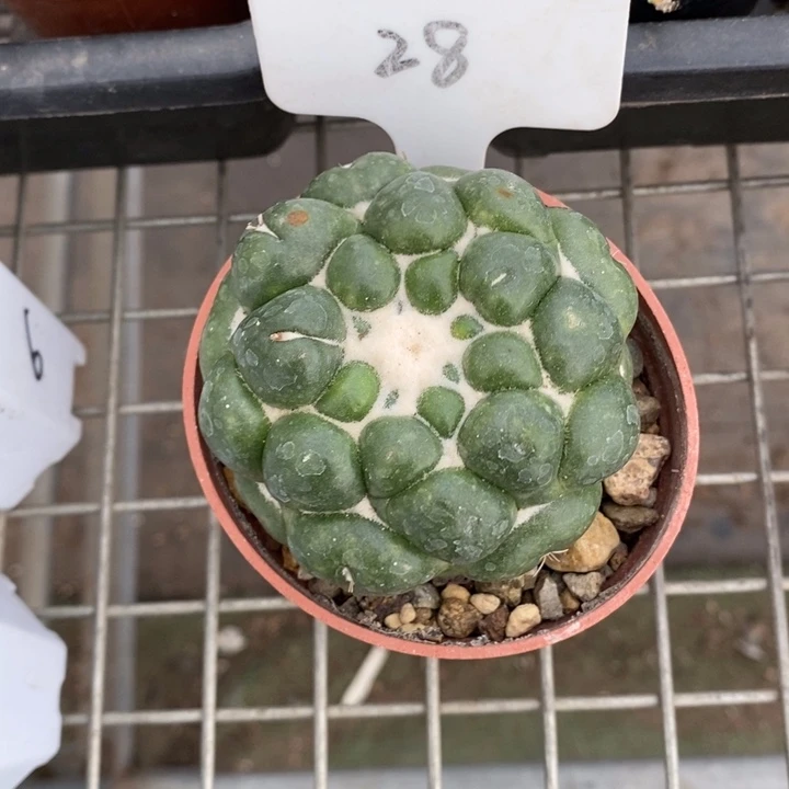 苍***陈伯克利和格蕾纳等人