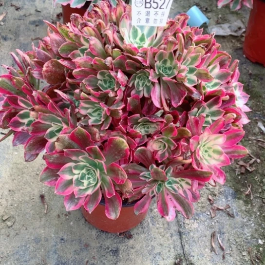 多肉植物女巫527多肉