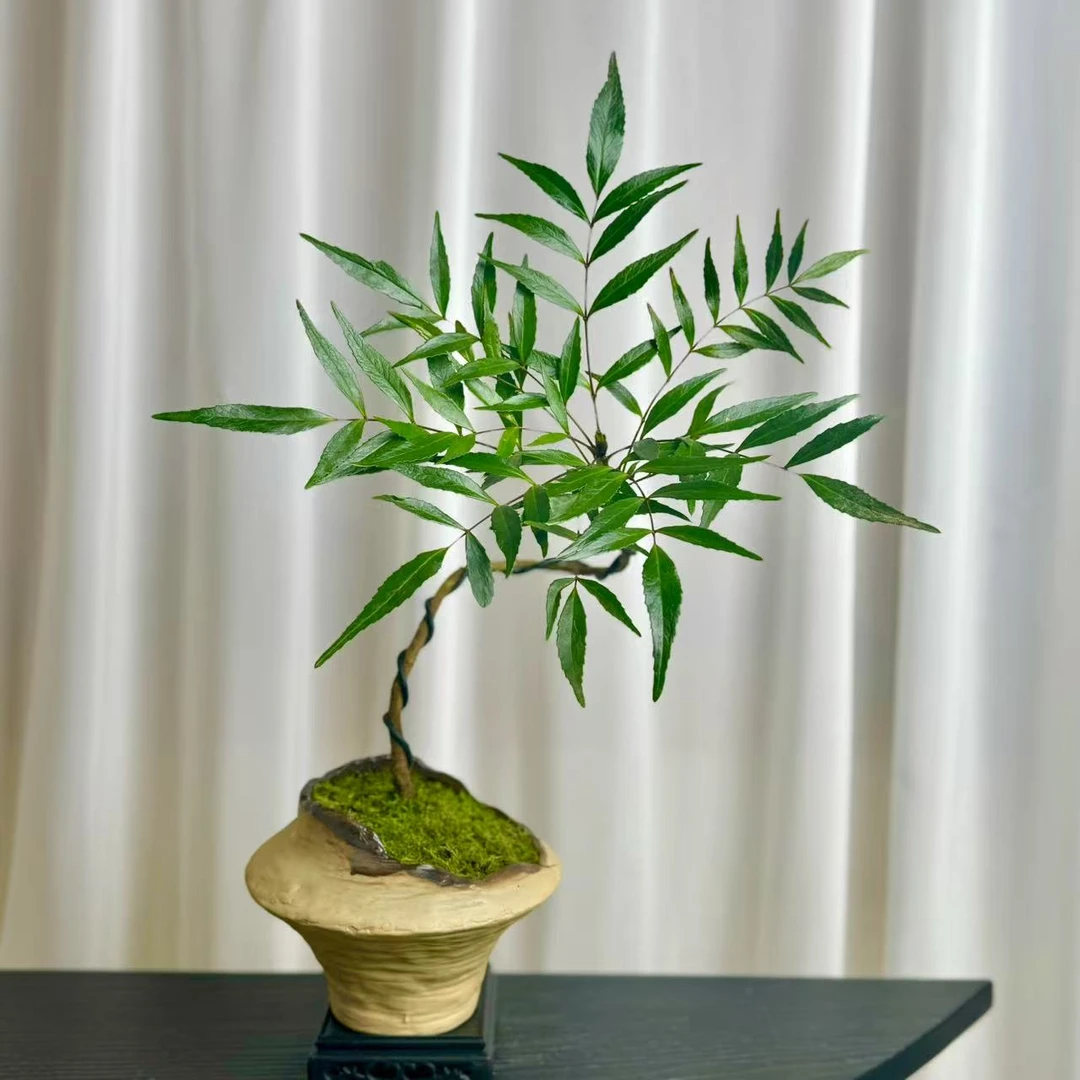 造型十大功劳植物盆栽室内办公室客厅阳台好养绿植ins桌面吸甲醛