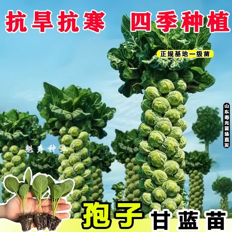山东寿光孢子甘蓝秧苗种苗四季春秋穴盘苗抱子小卷心菜种子籽寿光