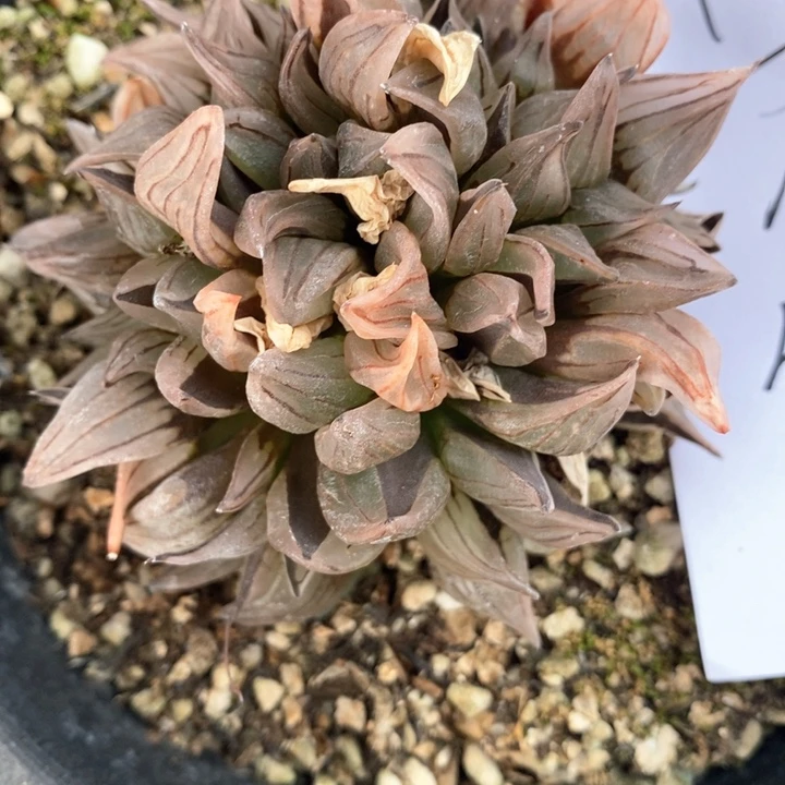 幸**院942。 一颗西瓜寿福利。   生日快乐。