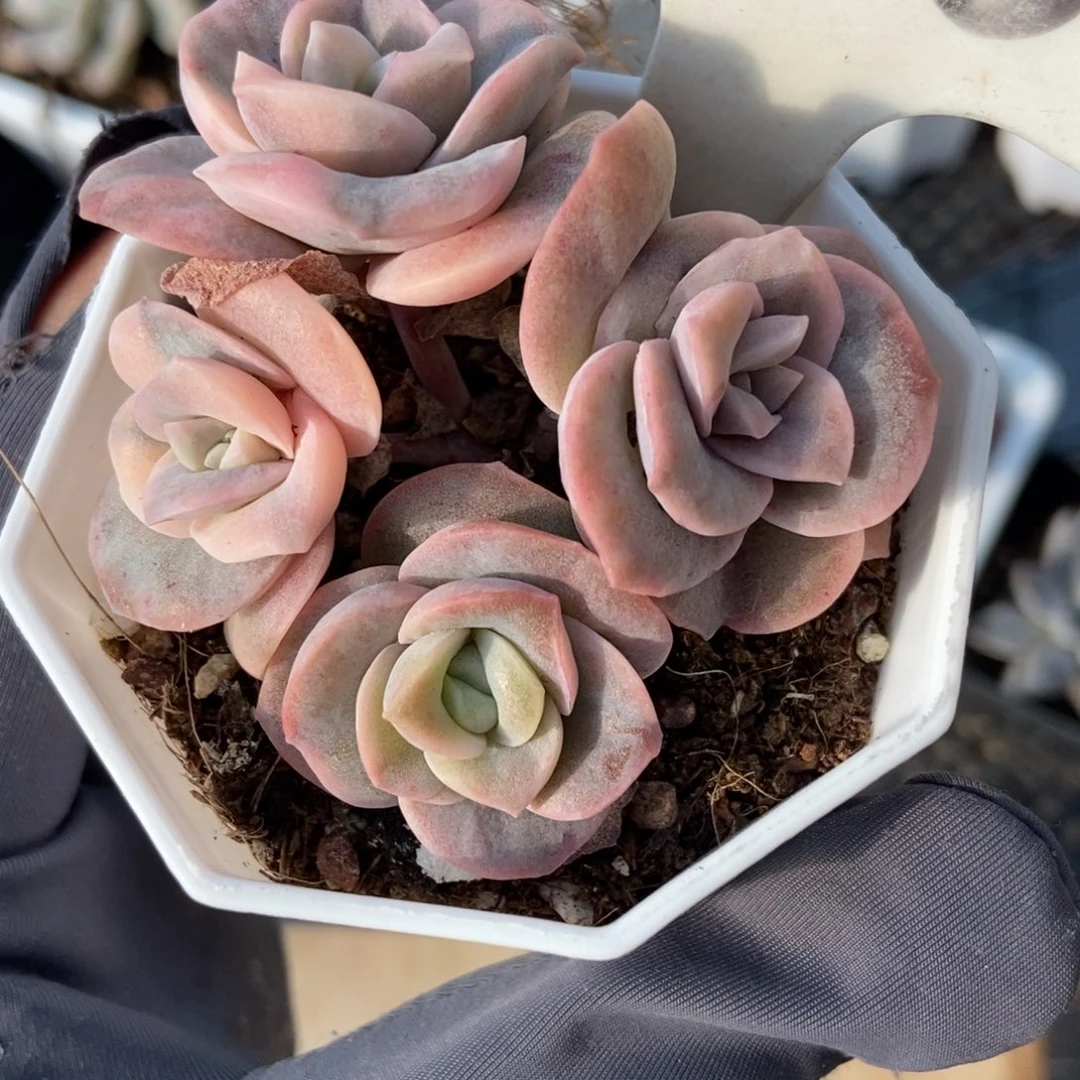 1028可爱玫瑰锦多肉