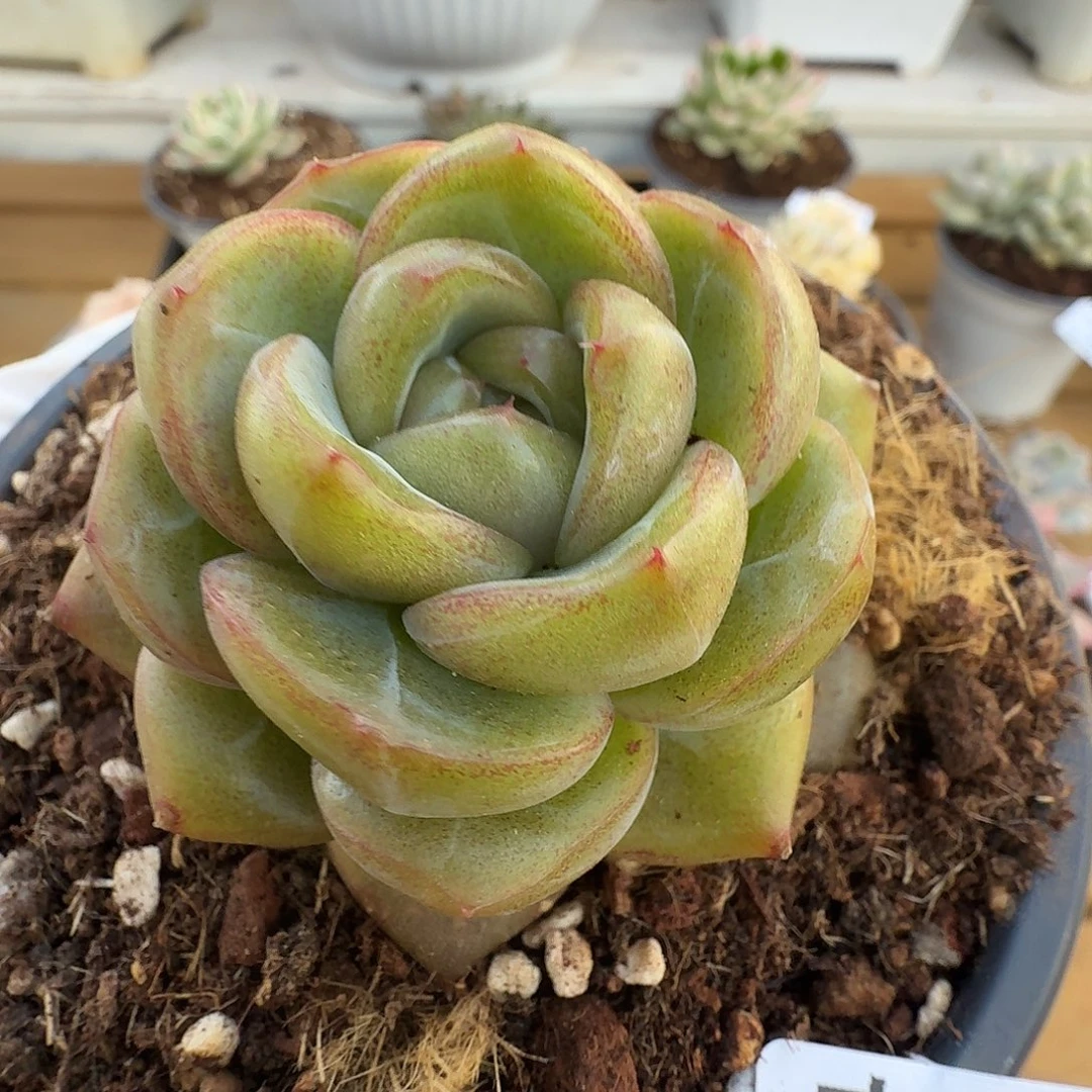 钻石珍妮11111220-21