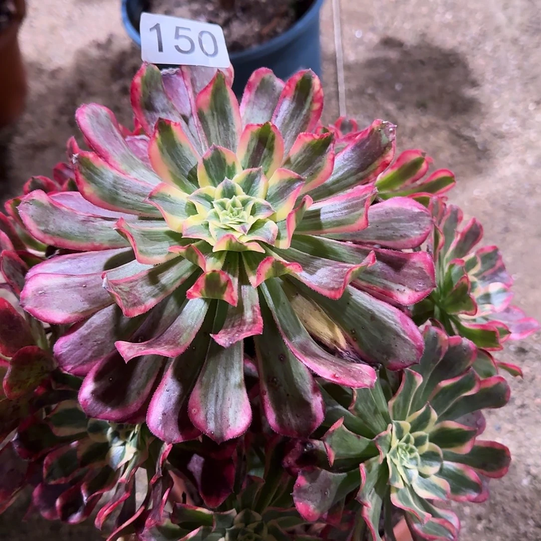 多肉植物法师波斯150