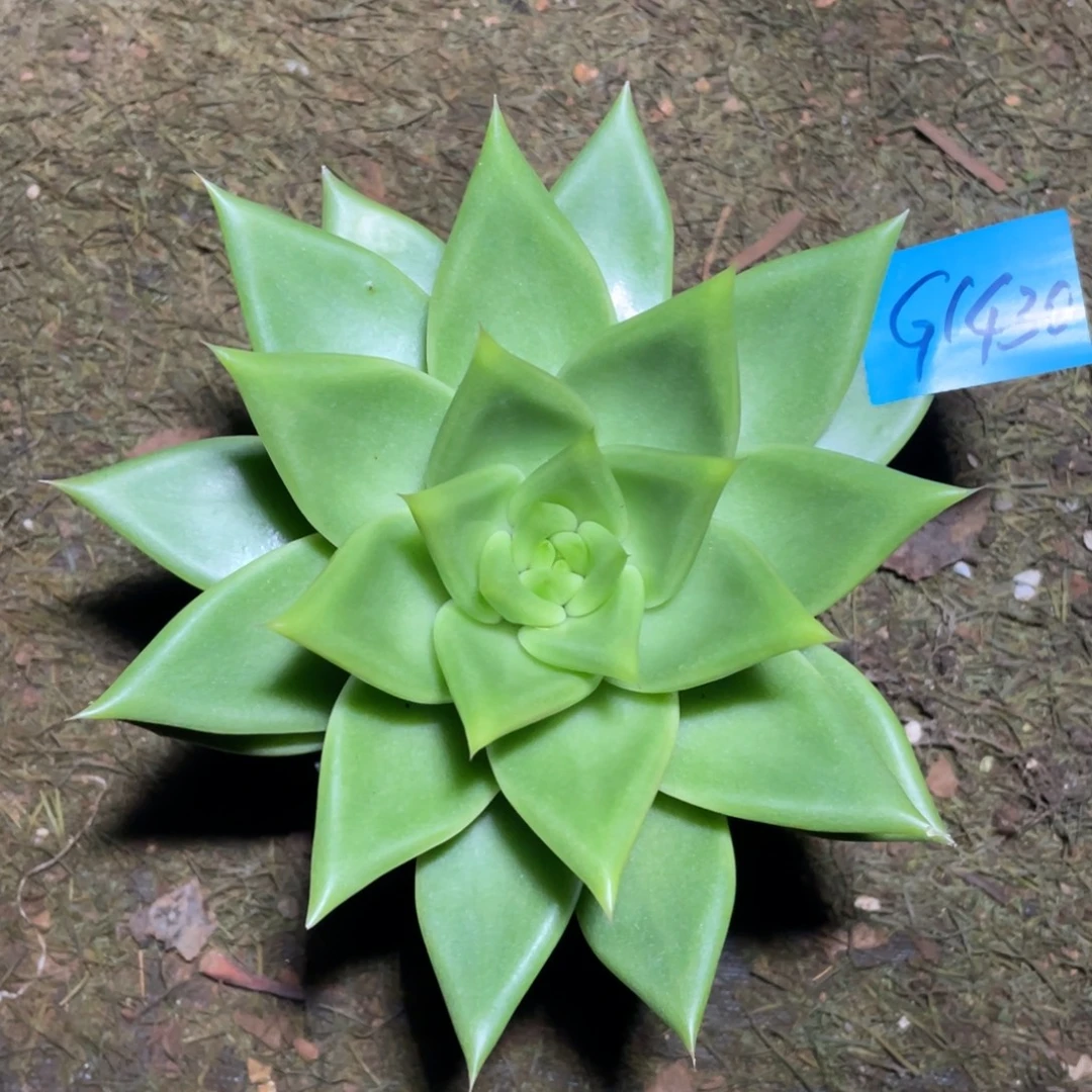 韩***赁多肉植物多肉植物1430