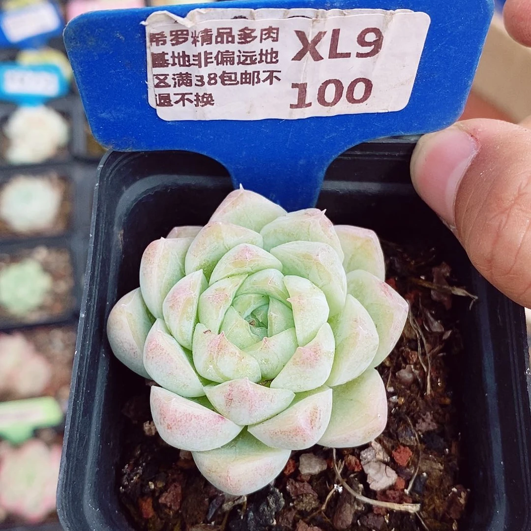 女王5cm多肉植物