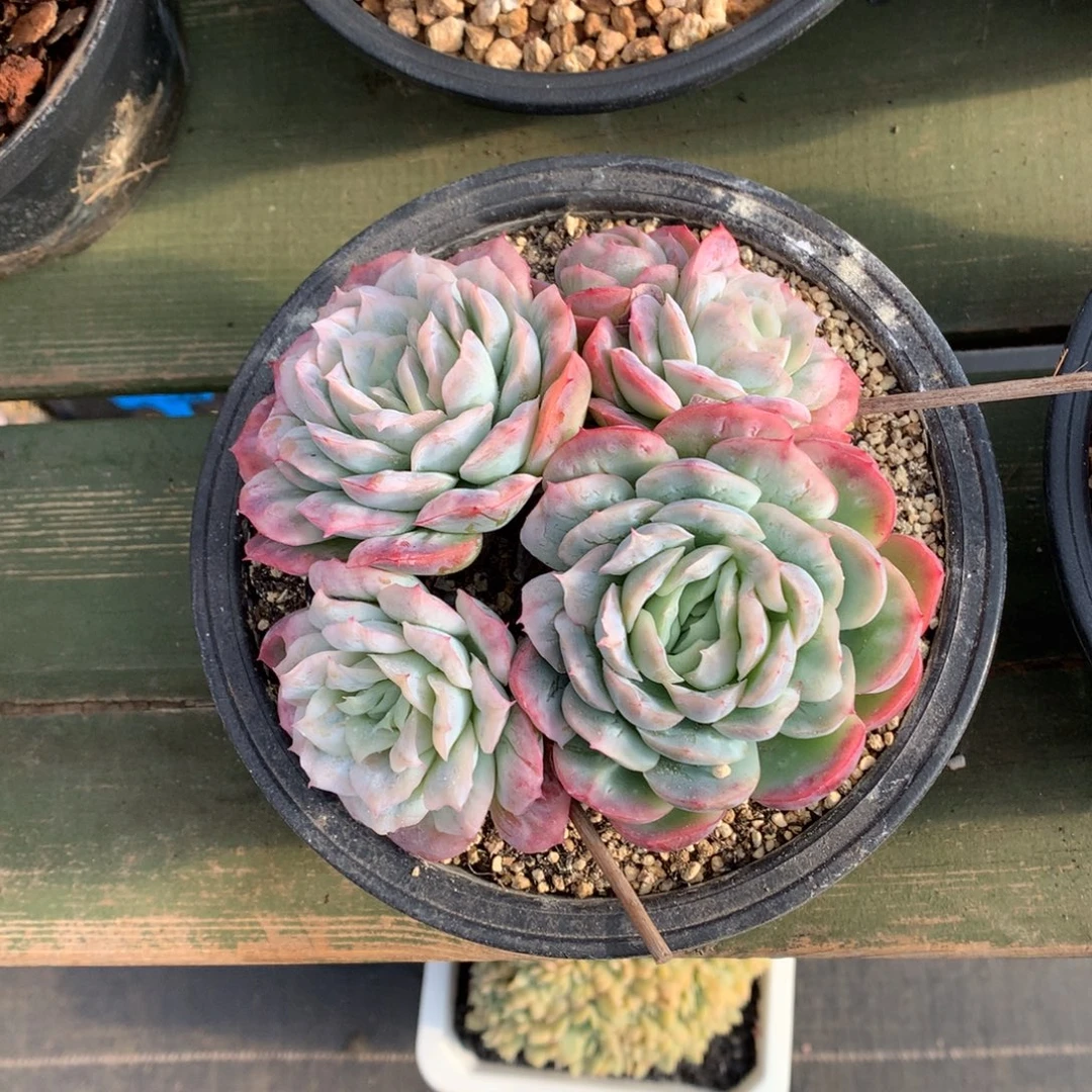 泡泡纱 多头 一颗